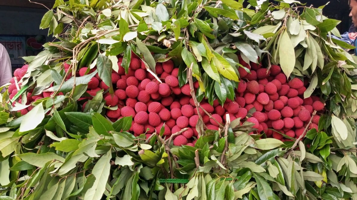 বাজারে উঠছে দিনাজপুরের সুস্বাদু লিচু