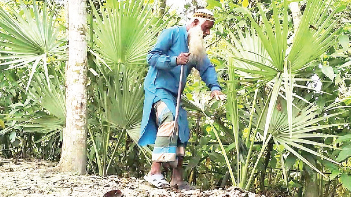 রাস্তার পাশে খোরশেদের সোয়া লাখ তালগাছ