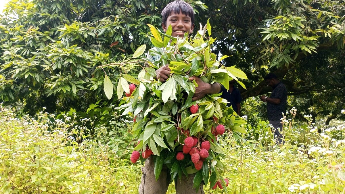 লিচু বাগানে খুশিতে মেতেছেন শিশুরা