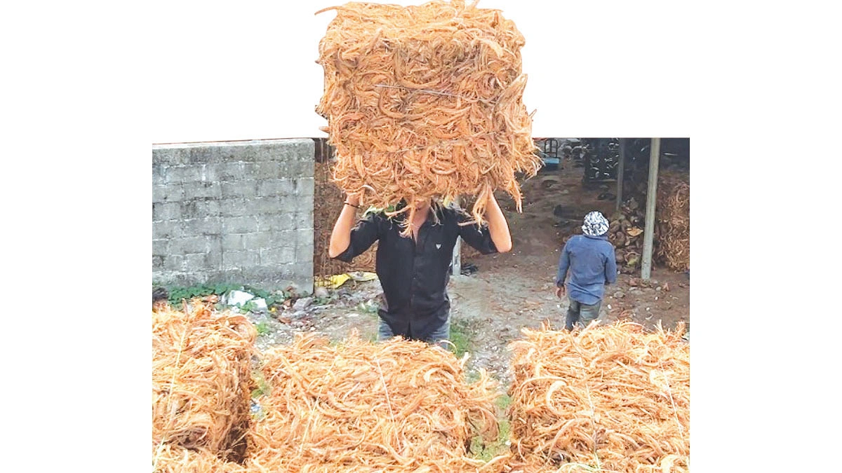 নারিকেলের ছোবড়া ঘিরে ৩০ কারখানা