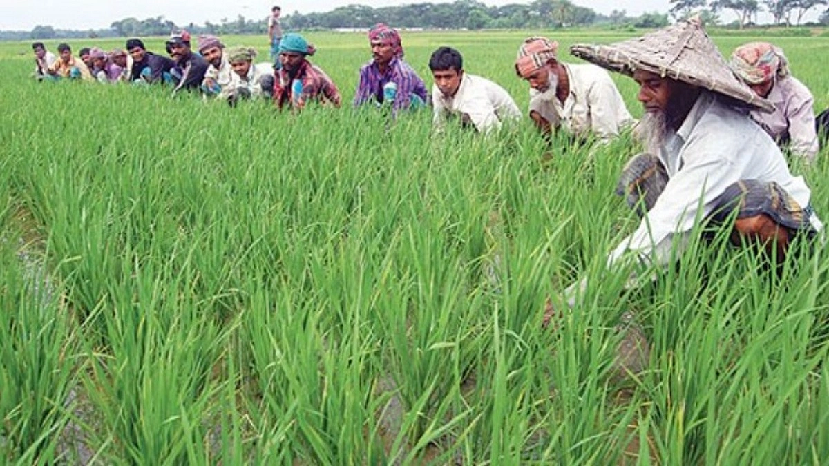 কৃষি প্রণোদনা পাচ্ছেন ‘ভুয়া কৃষক’