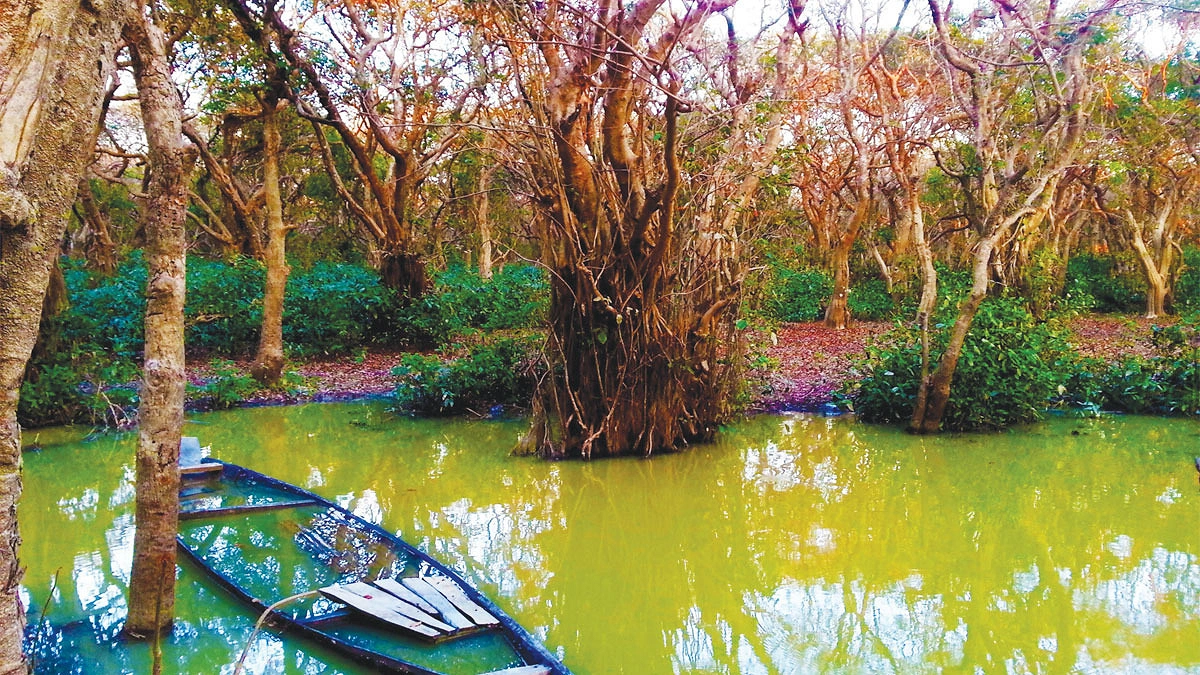 বিপন্ন জলাবন রাতারগুল