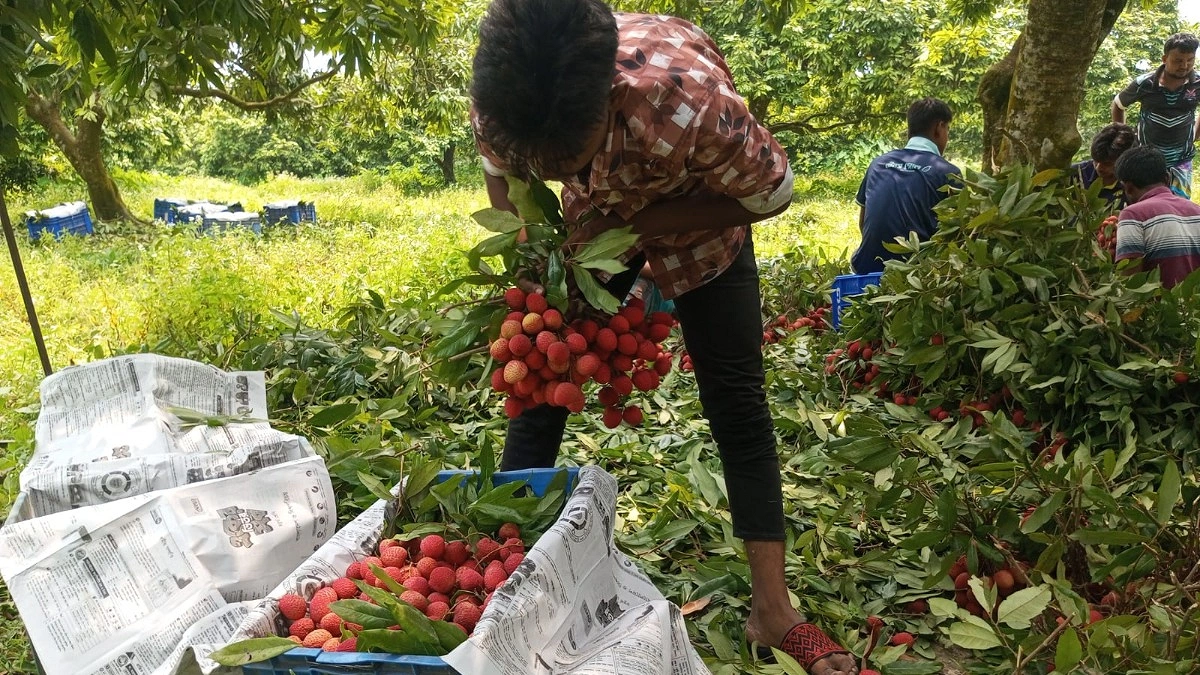 পরিবহনের জন্য প্রস্তুত করা হচ্ছে লিচু