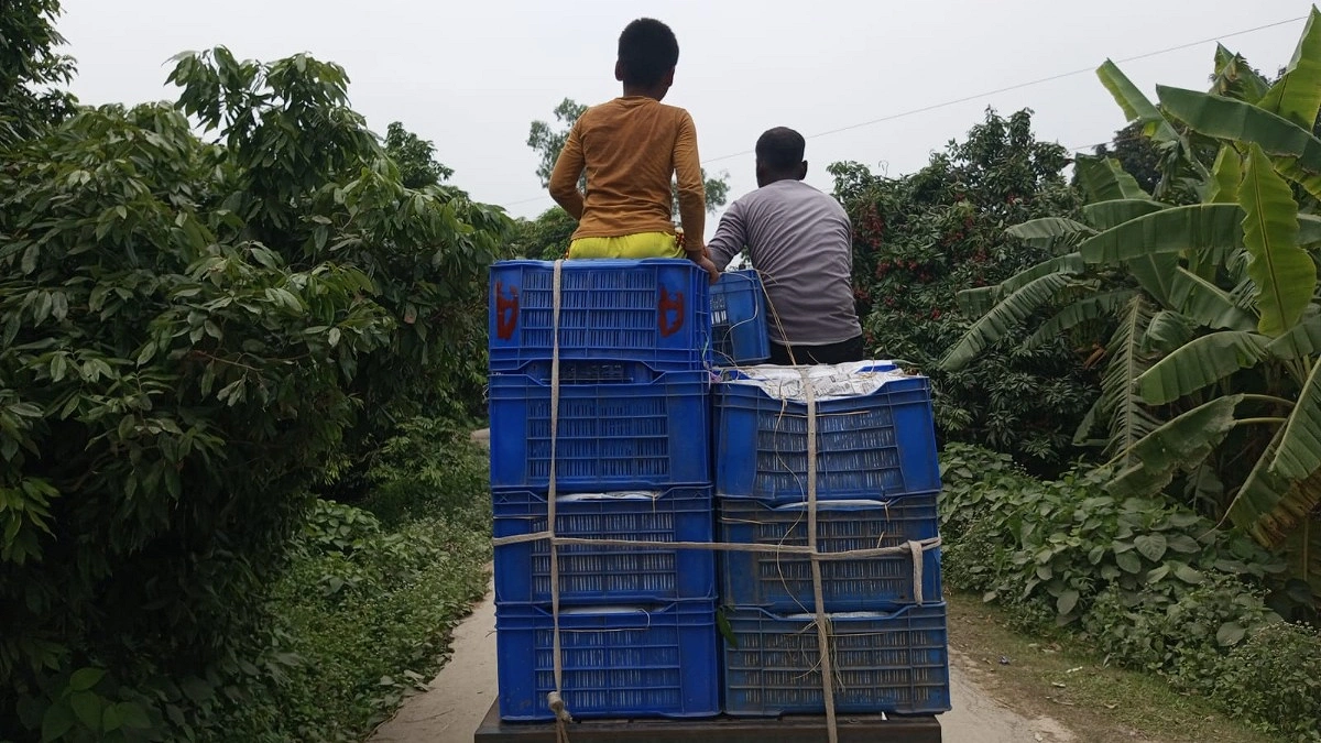 ক্যারেট ভর্তি লিচু যাচ্ছে বাজারে