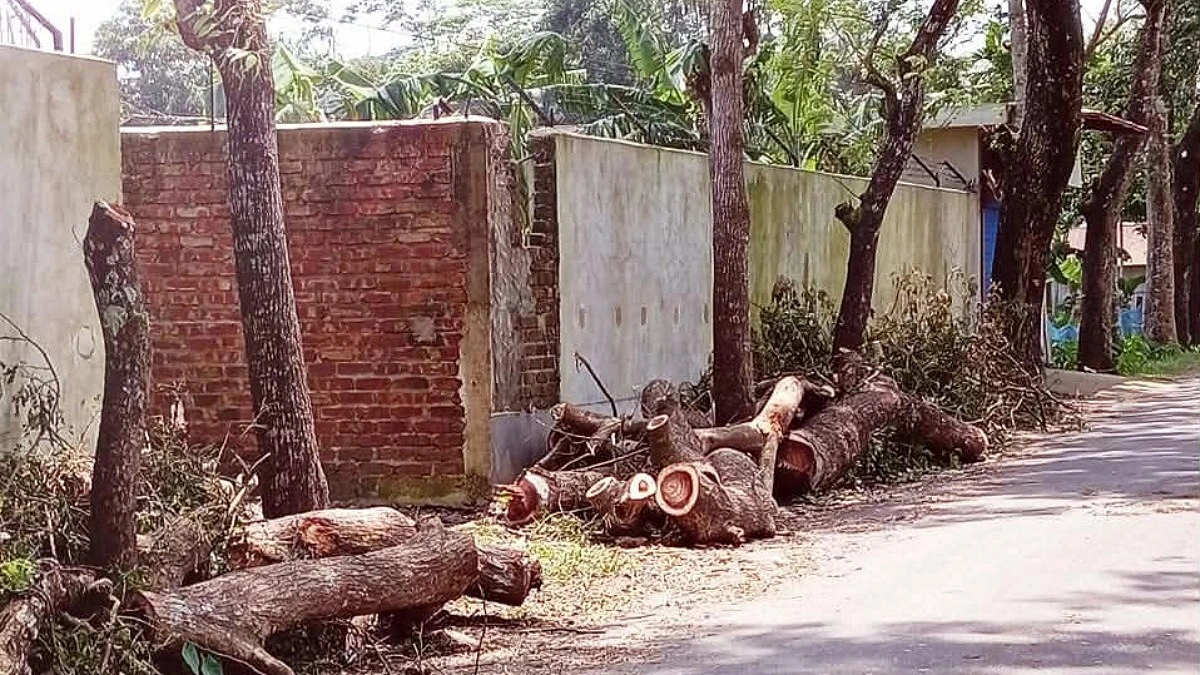 বিয়ানীবাজারে সামাজিক বনায়নের গাছ কাটার অভিযোগ