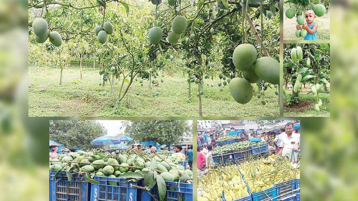 আমের রাজ্যে