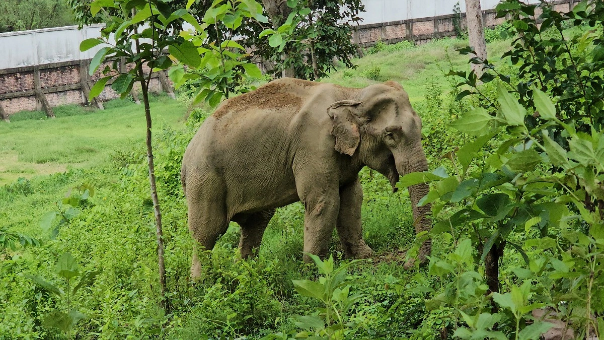 আঘাত পেয়ে কোস্ট গার্ড কার্যালয়ে বন্যহাতি, চিকিৎসা পেয়ে ফিরল বনে