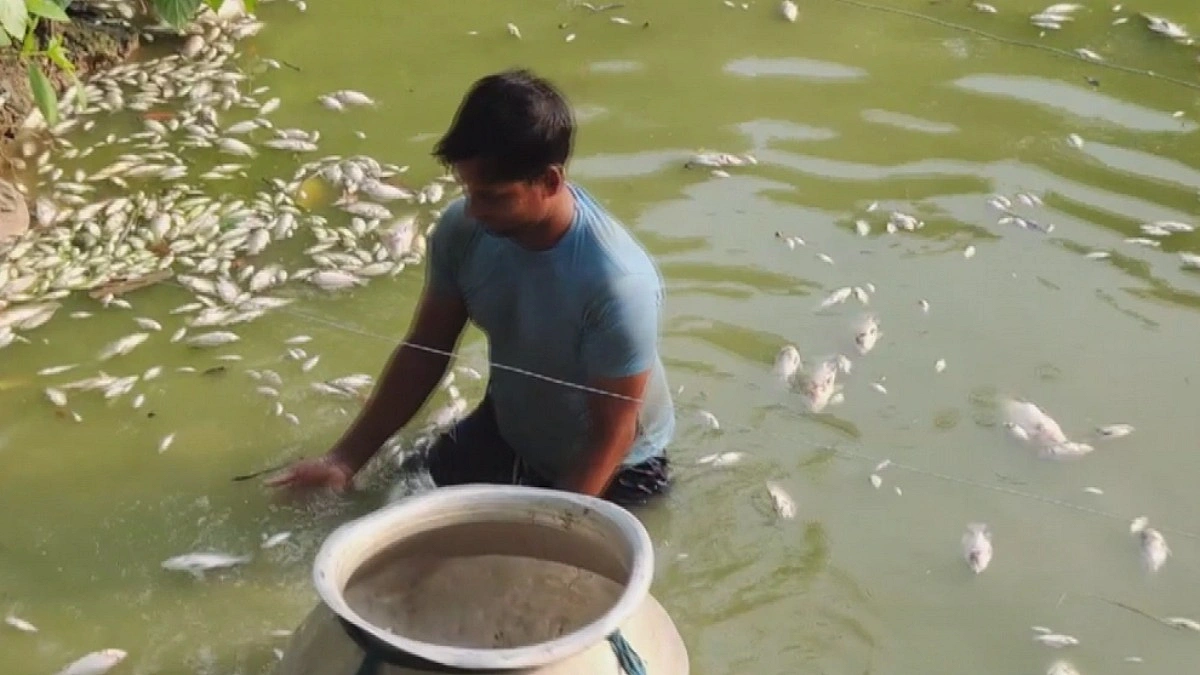 গাংনীতে পুকুরে বিষ ঢেলে মাছ নিধনের অভিযোগ