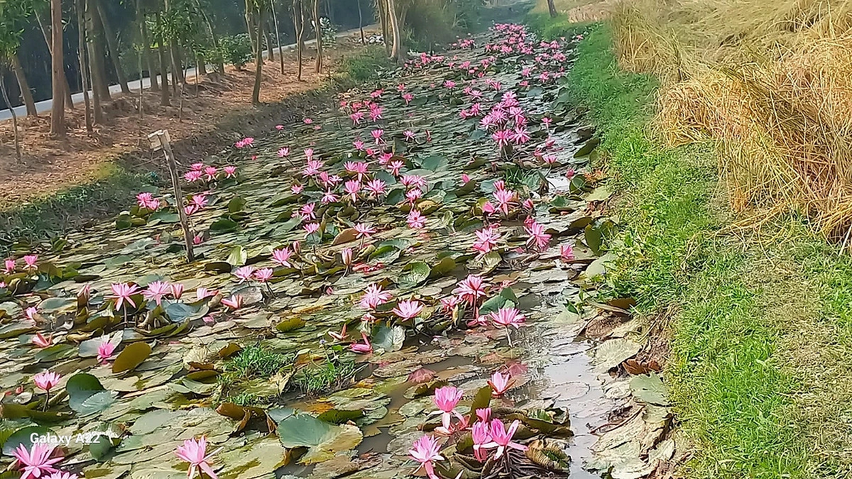 লাল শাপলায় সেজেছে ‘নিশিকুঞ্জ’