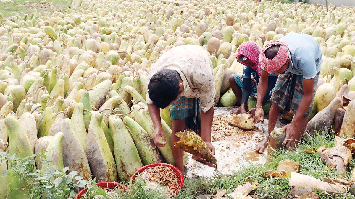 সাধের লাউয়ের বীজই বানাইল স্বাবলম্বী