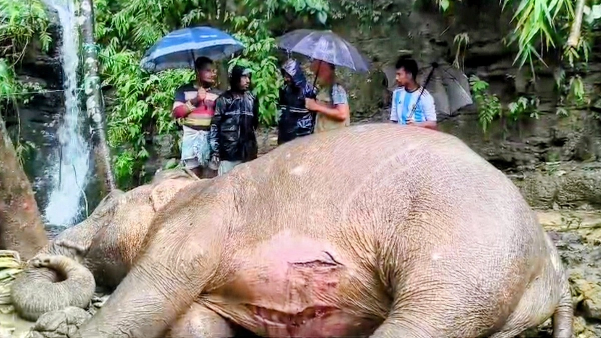 পা পিছলে পাহাড় থেকে পড়ে আহত বন্য মা হাতি