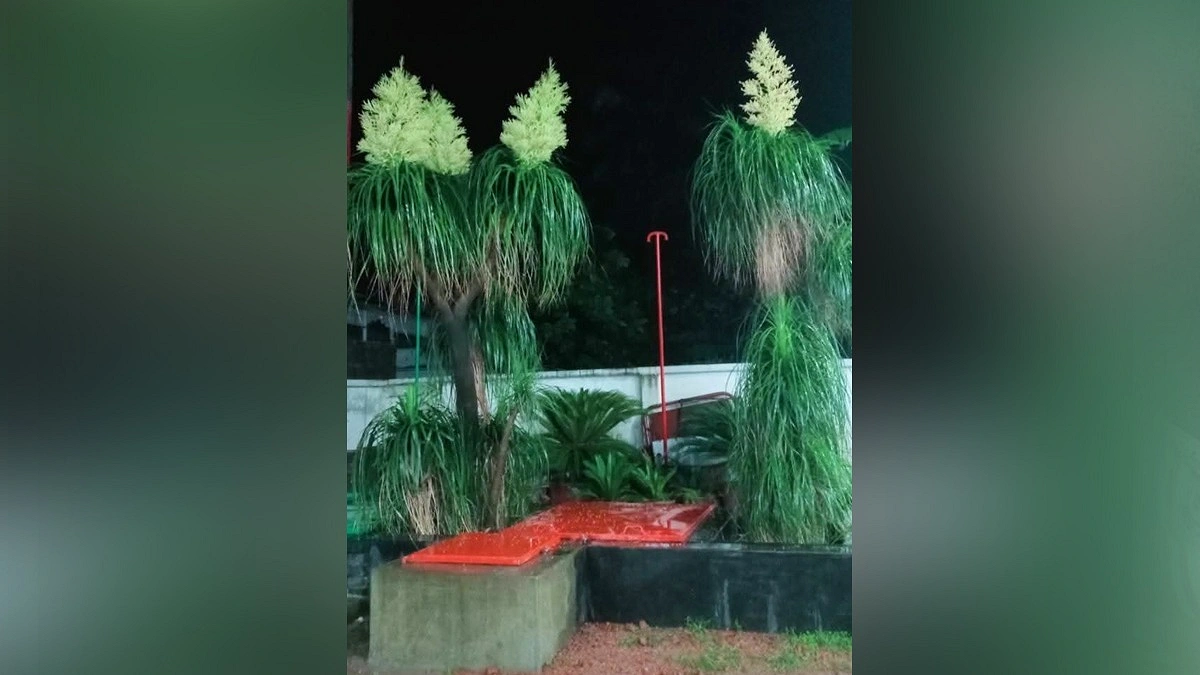 ‘ছদ্মবেশী’ এক অচেনা গাছ