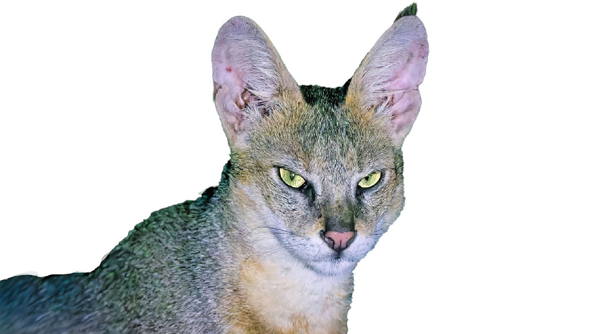 বন বিড়ালের বুদ্ধি