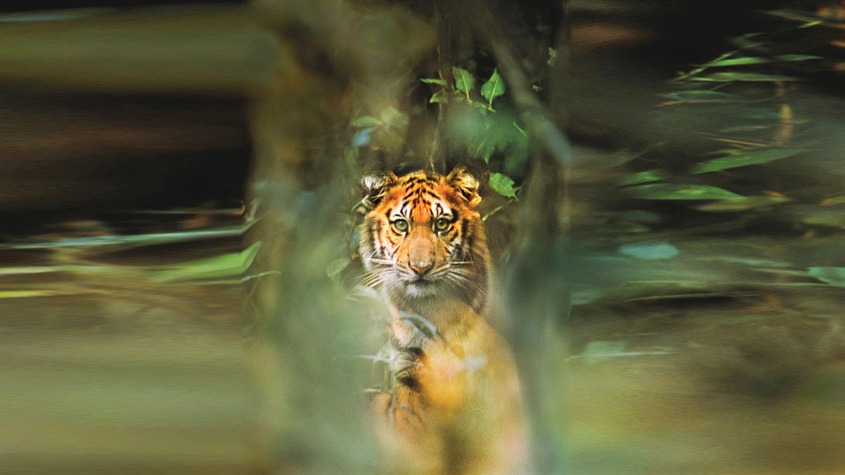 বাঘের ট্রেইল ধরে