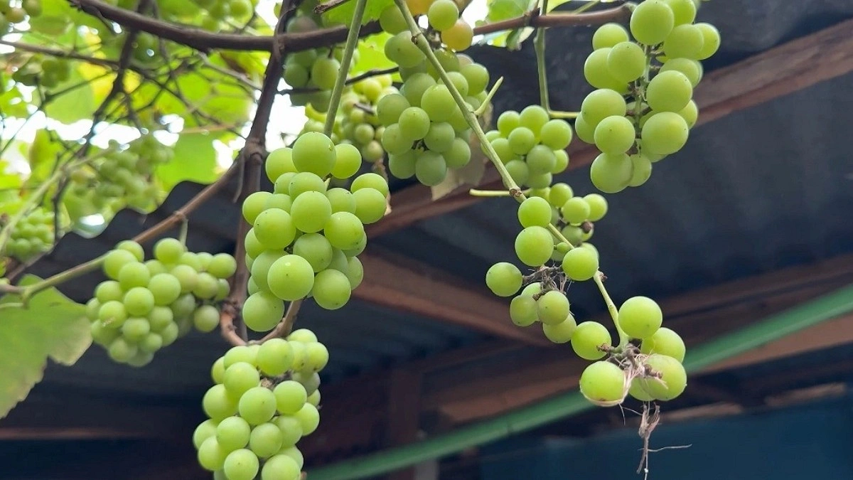 হিলিতে বাড়ির আঙিনায় আঙুর চাষ করে তাক লাগালেন যুবক