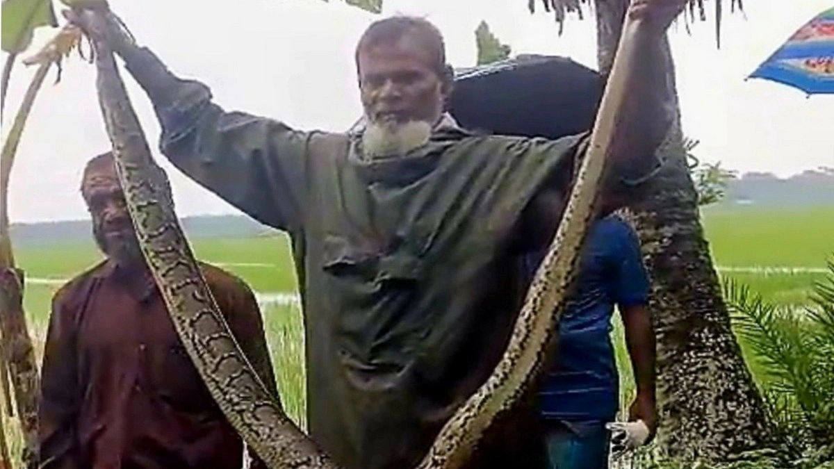 নিষিদ্ধ চায়না দুয়ারি জালে আটকা পড়ল ১০ ফুটের অজগর