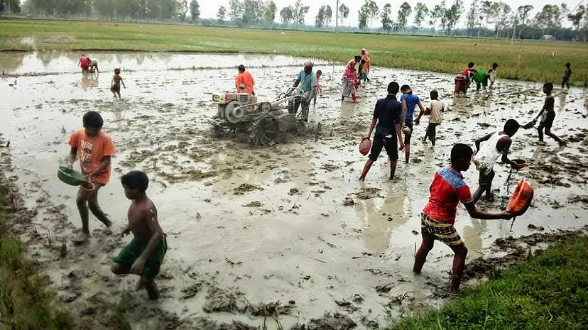 ‘গরুর লাঙলের জাগাত মেশিন আসলেও ছাওয়ালপাওয়ালের আনন্দ আগের মতোই’