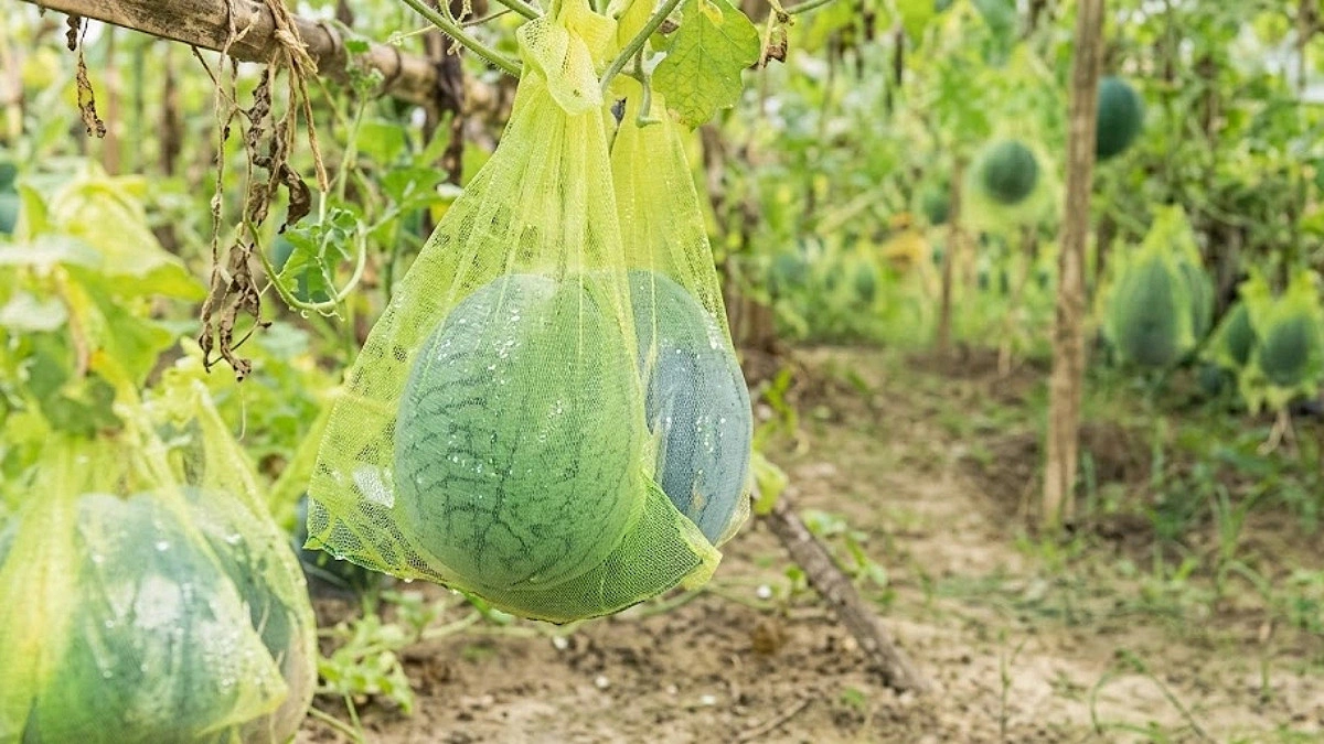 সুগার কিং তরমুজ চাষে নতুন সম্ভাবনা, লাভের আশা কৃষকের