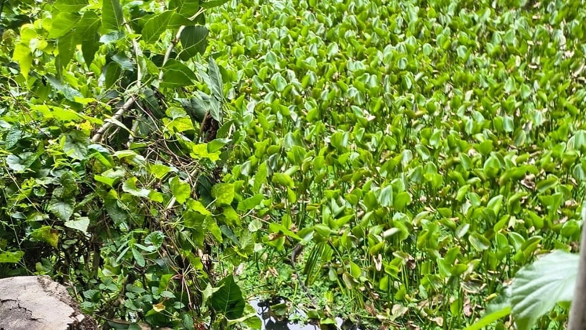 কচুরিপানার নিচে নাক বের করে লুকিয়ে ছিলেন চোর