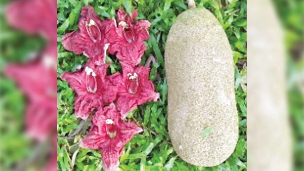 বিস্ময়ের শতবর্ষী কাইজেলিয়া