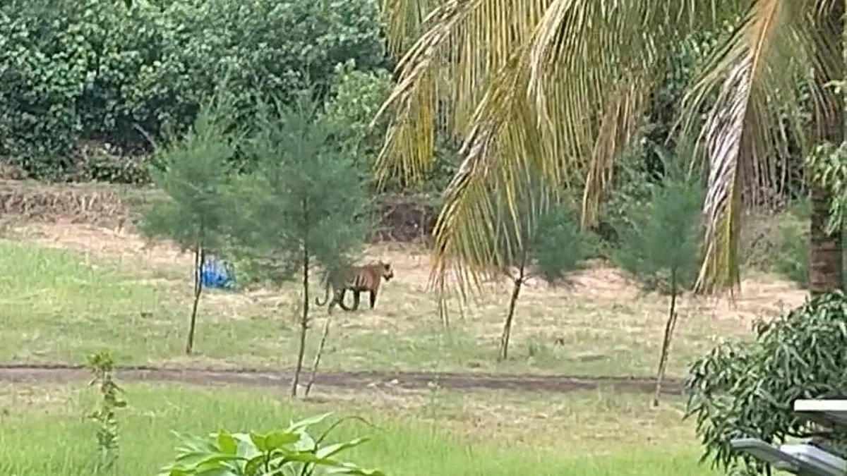 আন্ধারমানিক বন কার্যালয়ের সামনে ঘুরে বেড়াচ্ছিল বাঘ