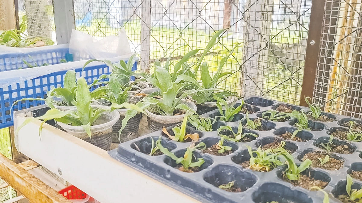 হানিকুইন আনারসে নতুন সম্ভাবনা
