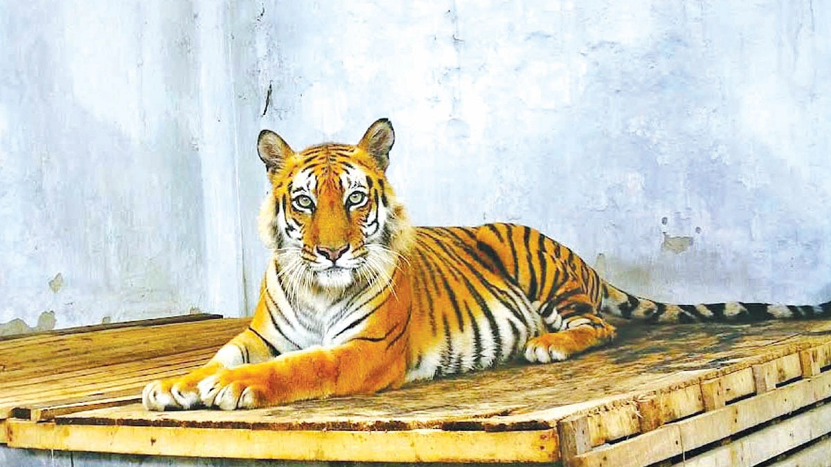 সুস্থ বাঘিনী সুন্দরবনে  ফিরবে এ মাসেই