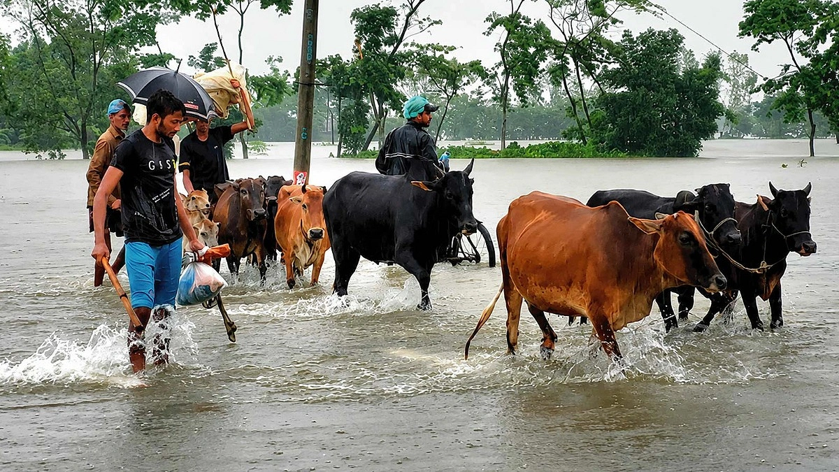 হবিগঞ্জে বন্যায় ডুবল খামার ও ফসল
