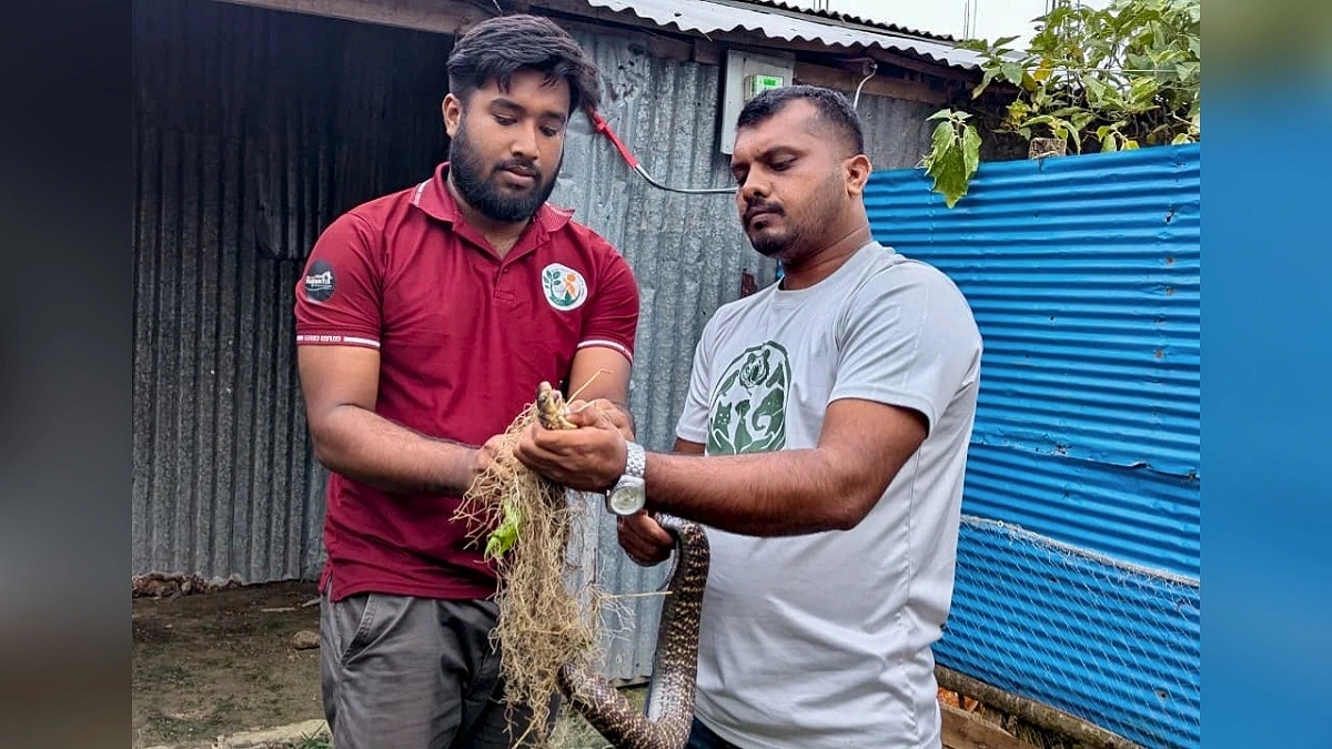 বসতবাড়ি থেকে উদ্ধার পদ্ম গোখরা সংরক্ষিত বনে অবমুক্ত