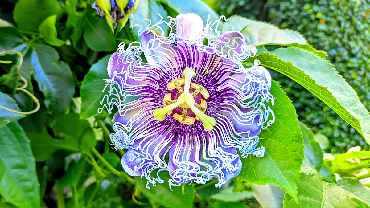 ফুলটি দেখতে দুলের মতো