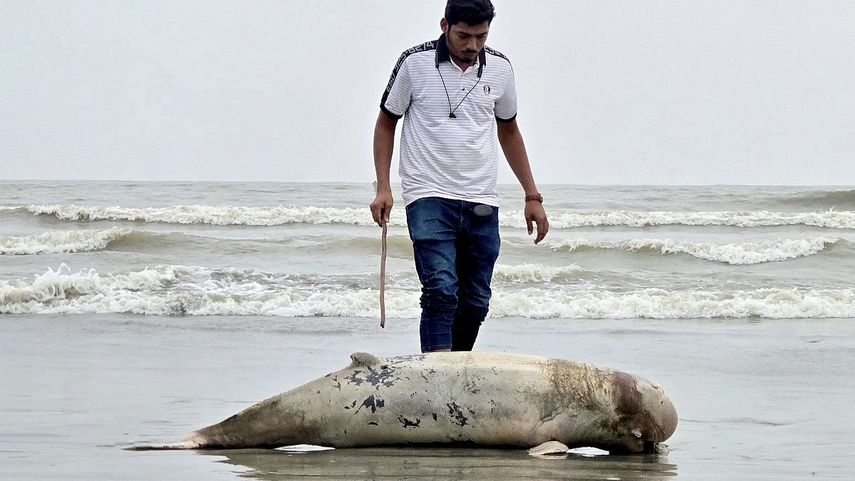 কুয়াকাটা সৈকতে ফের ভেসে এলো মৃত ইরাবতী ডলফিন
