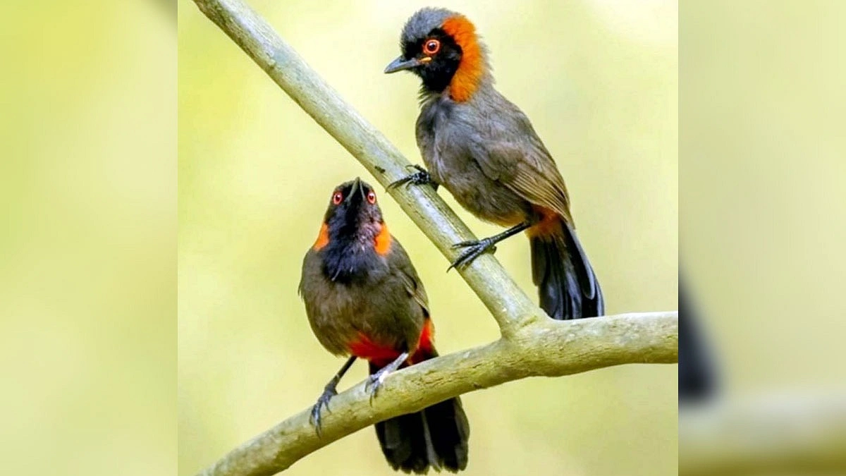 অতি লাজুক লালঘাড় পেঙ্গার দেখা মিলল রাজারহাটে