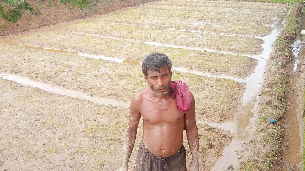 এক মাস পিছিয়ে গেল  আমন আবাদ