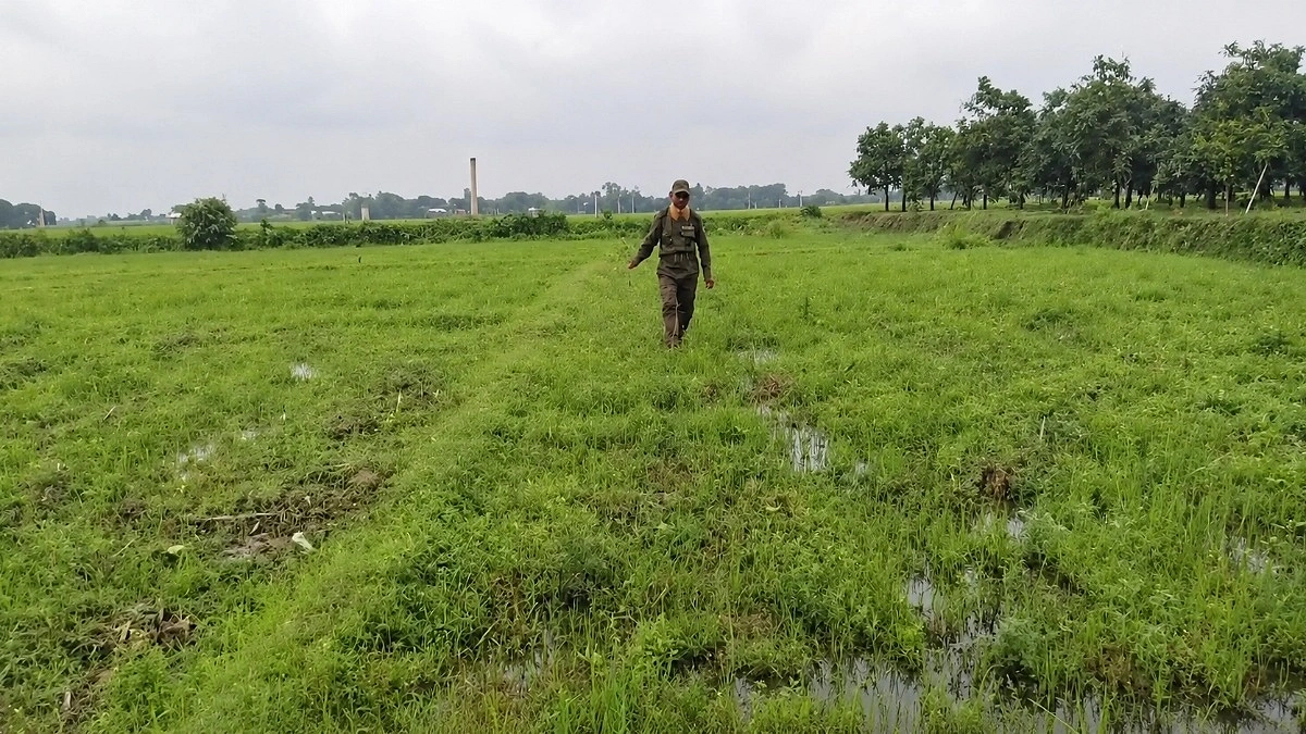 বনভূমির ১০ হাজার চারাগাছ উপড়ে ফেলল দুর্বৃত্তরা