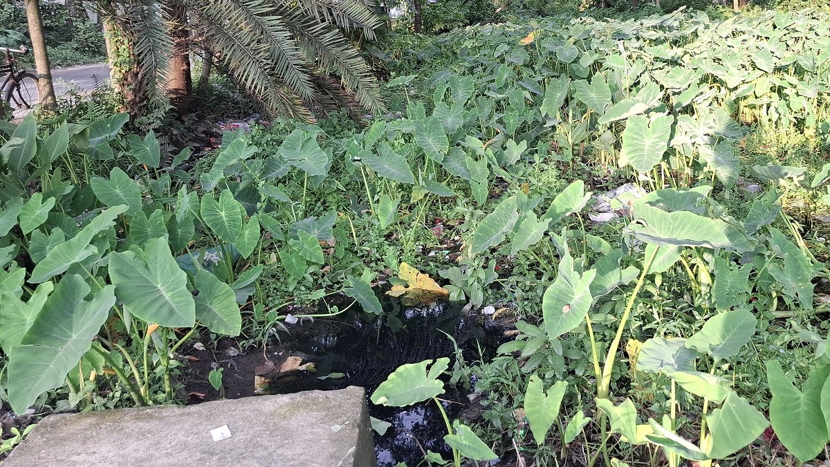 দখল-দূষণে মৃতপ্রায় ঐতিহ্যবাহী খাল