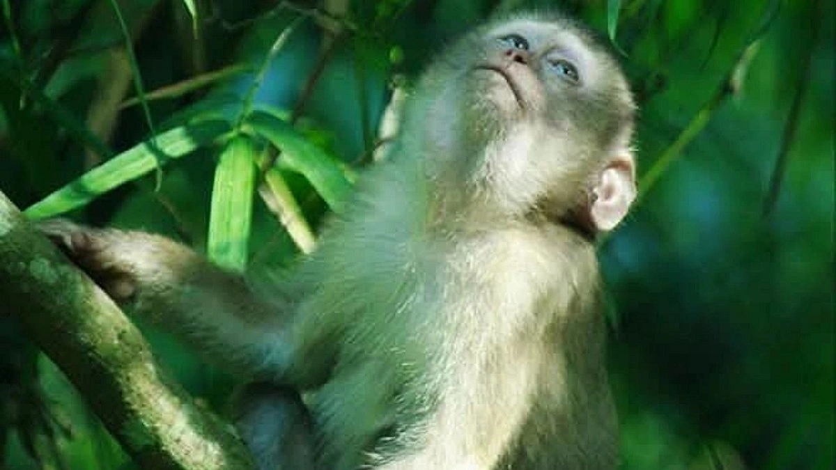 লাউয়াছড়ায় পানির সংকট, বিপাকে বন্যপ্রাণী