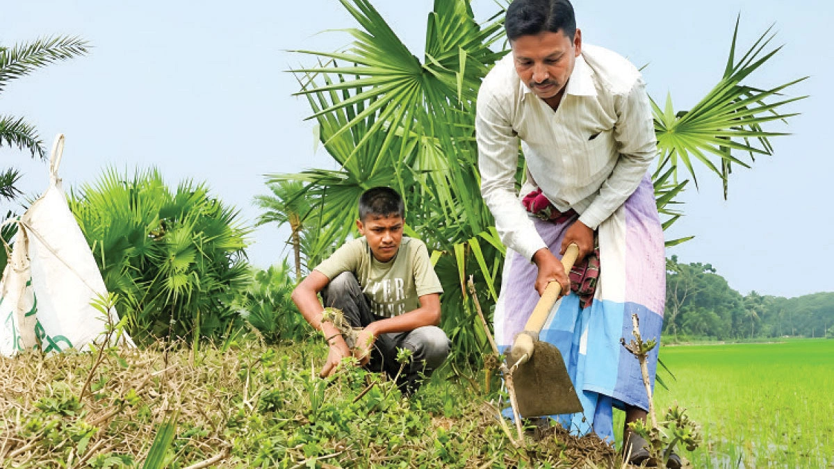 ৬ লাখ তালবীজ বপন করেছেন চিত্তরঞ্জন