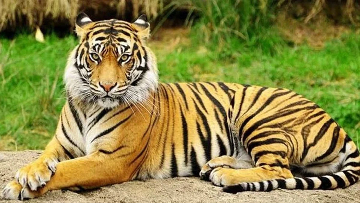 সংরক্ষণের চ্যালেঞ্জে সুন্দরবনের বাঘ