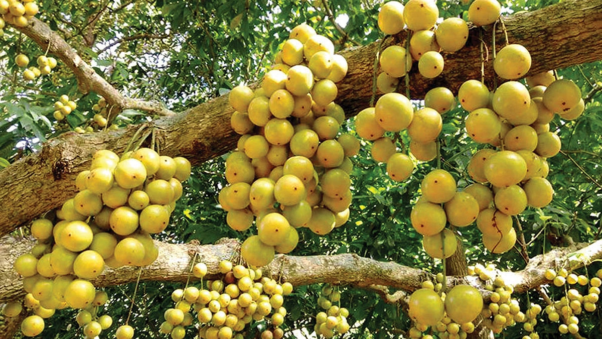 লটকনের ৩৫০ কোটি টাকার বাজার