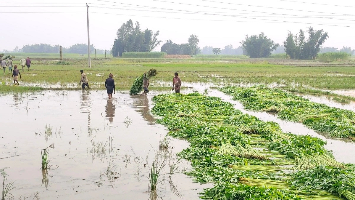 পাট কাটতে গিয়ে নিভে গেল বাবা-ছেলের জীবন