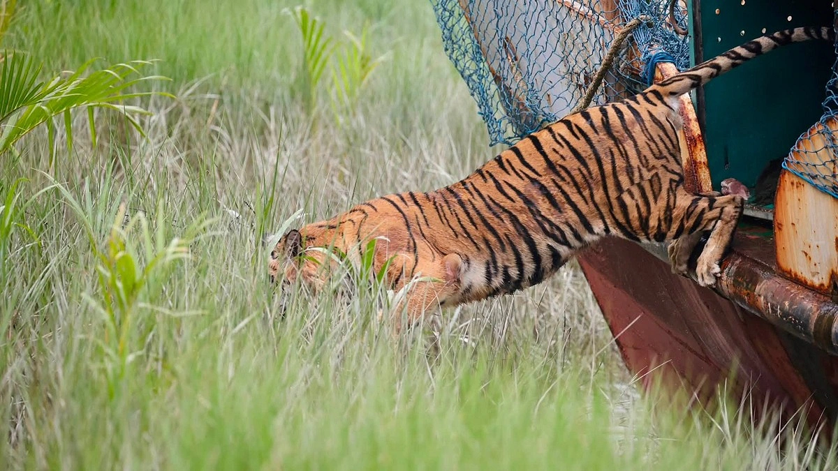 ৬ মাসের চিকিৎসা শেষে বাঘটিকে ছেড়ে দেওয়া হলো সুন্দরবনে