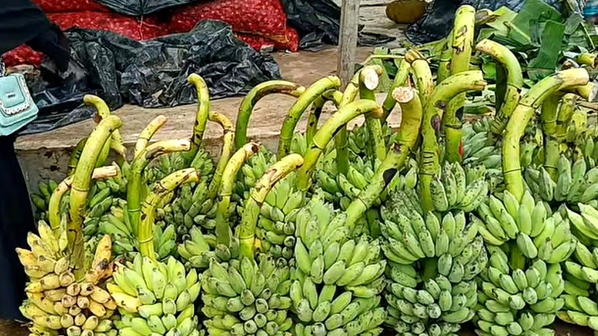 পাহাড়ের ঢালে সোনালি স্বপ্ন, রামুর কলায় হাসছে কৃষক
