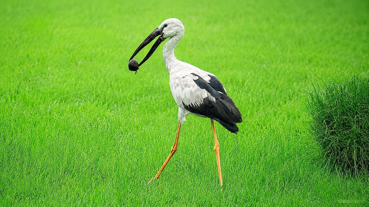 শামুখ মুখে শামুকখোল