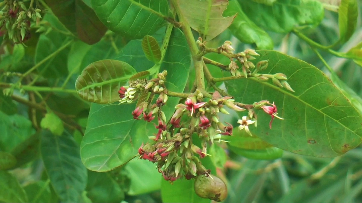 লাল মাটিতে আনারসের পাশে জায়গা করে নিচ্ছে কাজুবাদাম