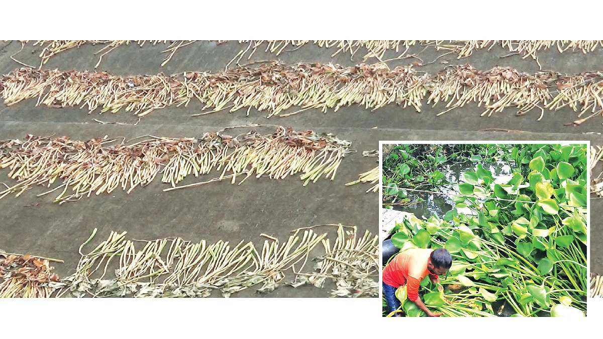 কচুরিপানায় আসে বৈদেশিক মুদ্রা