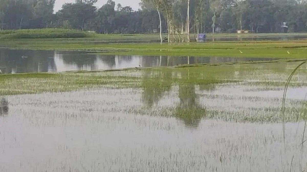 গাইবান্ধায় পানির নিচে আমনের বীজতলা, উৎপাদন নিয়ে শঙ্কা