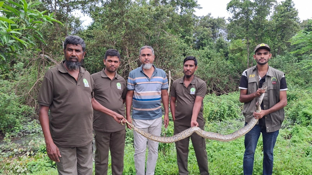 লোকালয় থেকে উদ্ধার অজগর সুন্দরবনে অবমুক্ত