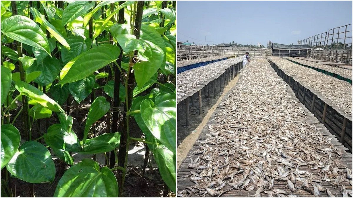 পান-শুঁটকিতে মিলল মারাত্মক কীটনাশক, খেলে হতে পারে ক্যানসার