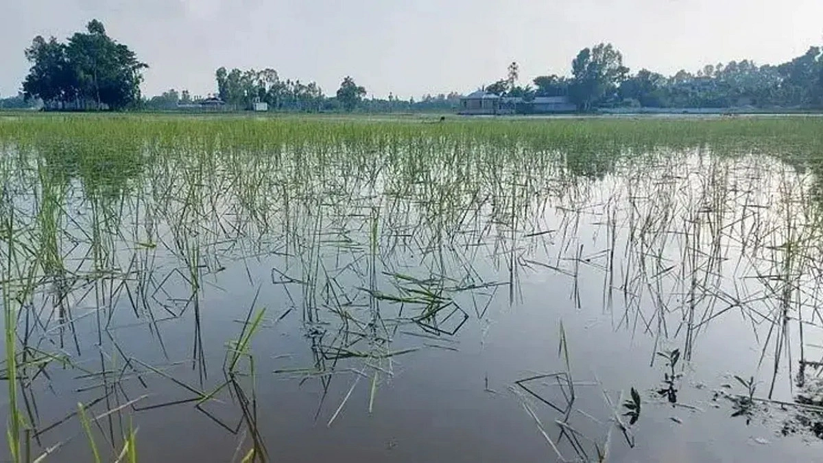 বন্যায় ফসল নষ্ট, ঋণ-সুদের চাপে কৃষকের আত্মহত্যা চেষ্টা