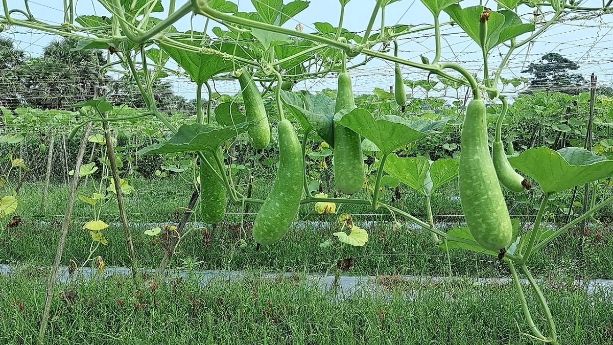 অফ সিজনের লাউয়ে ভাগ্য বদলাচ্ছে বাগেরহাটের কৃষকের